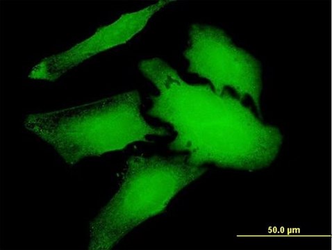 Anti-WDR66 antibody produced in mouse purified immunoglobulin, buffered aqueous solution