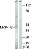 Anti-MKP-1 antibody produced in rabbit affinity isolated antibody