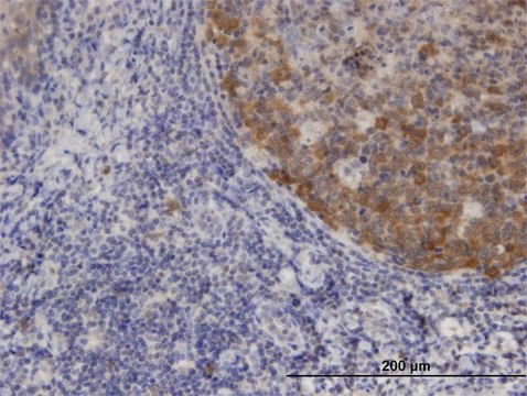 Monoclonal Anti-XCL1, (C-terminal) antibody produced in mouse clone 1E1, purified immunoglobulin, buffered aqueous solution