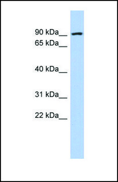 Anti-ALDH18A1, (N-terminal) antibody produced in rabbit affinity isolated antibody