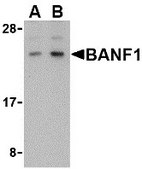 Anti-BANF1 antibody produced in rabbit affinity isolated antibody