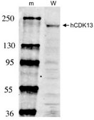 Anti-CDK13 from rabbit