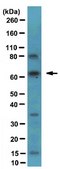 Anti-TLS Antibody, clone 1FU-1D2 ascites fluid, clone 1FU-1D2, from mouse