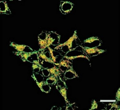 BioTracker 575 Red Fe2+红色亚铁染料 Live cell imaging dye for iron (Fe2+) that localizes in golgi organelles.