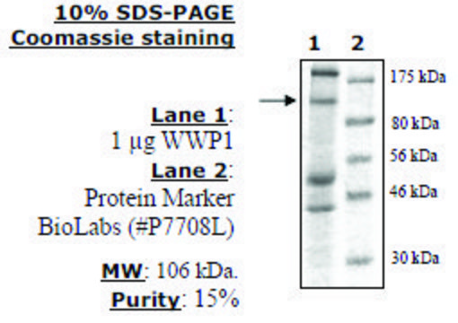 WWP1 Active human recombinant, expressed in baculovirus infected insect cells, &#8805;15% (SDS-PAGE)