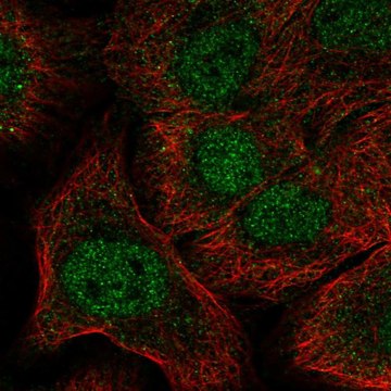 Anti-NOTCH1 antibody produced in rabbit Prestige Antibodies&#174; Powered by Atlas Antibodies, affinity isolated antibody