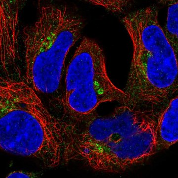 Anti-CLASP2 antibody produced in rabbit Prestige Antibodies&#174; Powered by Atlas Antibodies, affinity isolated antibody