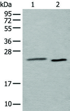 Anti-UBE2T affinity isolated antibody