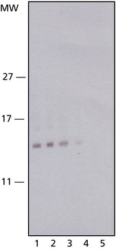 Monoclonal Anti-Cystatin B 小鼠抗 ~2&#160;mg/mL, clone RJMW-2E7, purified immunoglobulin, buffered aqueous solution