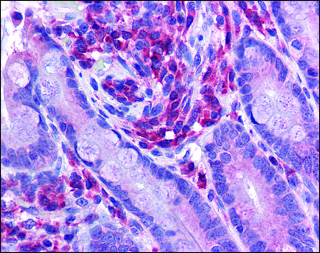 Anti-NLRC3 antibody produced in rabbit affinity isolated antibody