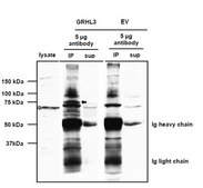 Anti-Grainyhead-Like 3/GRHL3 Antibody from rabbit, purified by affinity chromatography