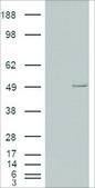 Anti-CSNK1E antibody produced in goat affinity isolated antibody, buffered aqueous solution
