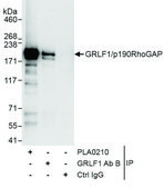 Rabbit anti-GRLF1/p190RhoGAP Antibody, Affinity Purified Powered by Bethyl Laboratories, Inc.