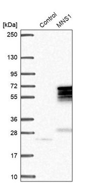 Anti-MNS1 antibody produced in rabbit Prestige Antibodies&#174; Powered by Atlas Antibodies, affinity isolated antibody, buffered aqueous glycerol solution