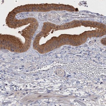 Anti-NEK8 antibody produced in rabbit affinity isolated antibody, buffered aqueous glycerol solution