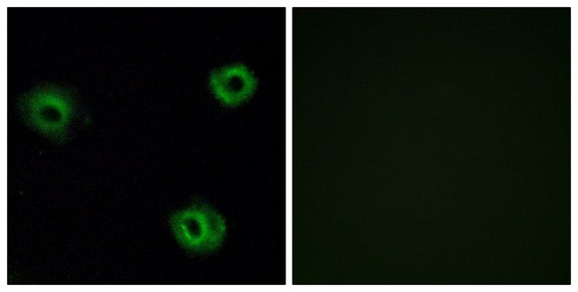 Anti-NTR2 antibody produced in rabbit affinity isolated antibody