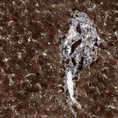 Anti-CRYZ antibody produced in rabbit Prestige Antibodies® Powered by Atlas Antibodies, affinity isolated antibody, buffered aqueous glycerol solution, Ab2