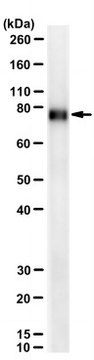 Anti-PLZF/ZBTB16 Antibody, clone Mags-21F7