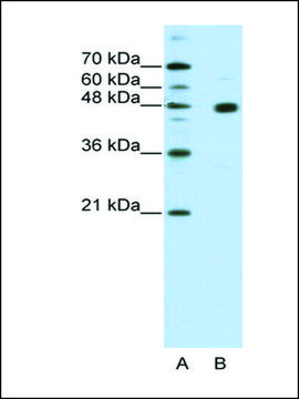 Anti-PRDM12 antibody produced in rabbit IgG fraction of antiserum