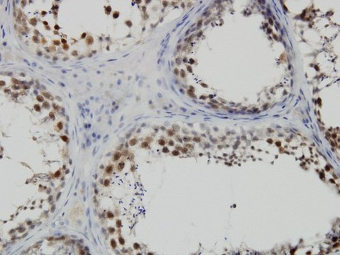 ANTI-PBK antibody produced in mouse clone 3A7, purified immunoglobulin, buffered aqueous solution