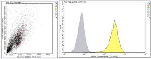 Anti-Podoplanin Antibody, clone LpMab-21 clone LpMab-21, from mouse