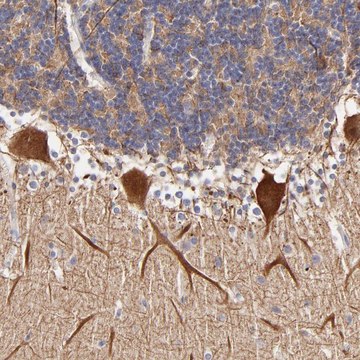 Anti-BTG2 antibody produced in rabbit Prestige Antibodies&#174; Powered by Atlas Antibodies, affinity isolated antibody, buffered aqueous glycerol solution