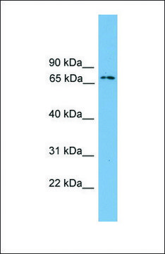 Anti-IFI204 antibody produced in rabbit affinity isolated antibody