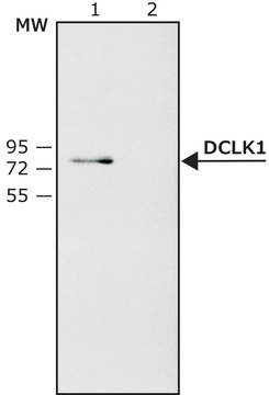 Anti-DCLK1 antibody produced in rabbit ~1.5&#160;mg/mL, affinity isolated antibody