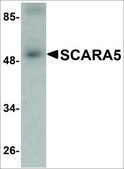 Anti-SCARA5 affinity isolated antibody, buffered aqueous solution