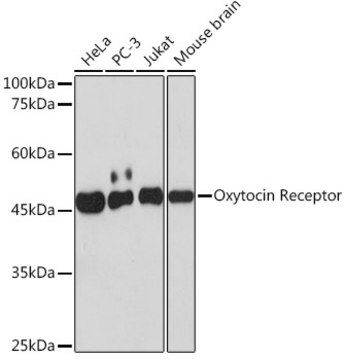 Anti-Oxytocin Receptor Antibody, clone 7X8B8, Rabbit Monoclonal