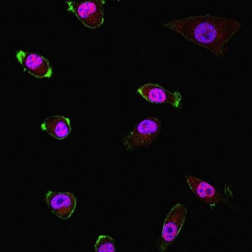 抗CDC45 from rabbit, purified by affinity chromatography