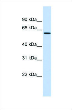 Anti-STXBP1 antibody produced in rabbit affinity isolated antibody