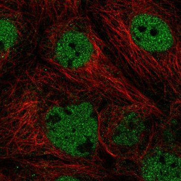 Anti-ACTL6A antibody produced in rabbit Prestige Antibodies&#174; Powered by Atlas Antibodies, affinity isolated antibody