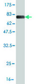 Monoclonal Anti-SCAP1 antibody produced in mouse clone 3D3, purified immunoglobulin, buffered aqueous solution