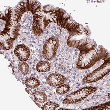 Anti-C20ORF27 antibody produced in rabbit Prestige Antibodies&#174; Powered by Atlas Antibodies, affinity isolated antibody, buffered aqueous glycerol solution