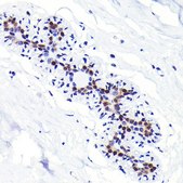 Anti- CDKN1B/p27KIP1 antibody produced in rabbit