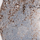 Monoclonal Anti-AIF1 antibody produced in mouse Prestige Antibodies® Powered by Atlas Antibodies, clone CL10930, purified antibody (Protein A)
