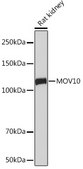 Anti-MOV10 Antibody, clone 1M7M9, Rabbit Monoclonal