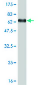 Monoclonal Anti-MEIS2 antibody produced in mouse clone 1D1, purified immunoglobulin, buffered aqueous solution