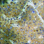 Anti-phospho-CrkL (pTyr207) antibody produced in rabbit affinity isolated antibody