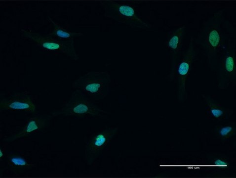 Anti-MCM5 antibody produced in mouse purified immunoglobulin, buffered aqueous solution