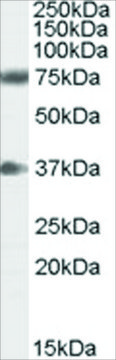 Anti-Neuregulin 3 antibody produced in goat affinity isolated antibody, buffered aqueous solution