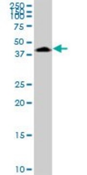 Anti-PHF6 antibody produced in mouse purified immunoglobulin, buffered aqueous solution