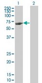 Monoclonal Anti-FLJ44691 antibody produced in mouse clone 3E7, purified immunoglobulin, buffered aqueous solution