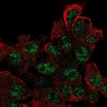 Anti-EPOP antibody produced in rabbit Prestige Antibodies&#174; Powered by Atlas Antibodies, affinity isolated antibody