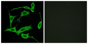 Anti-GPR85 antibody produced in rabbit affinity isolated antibody