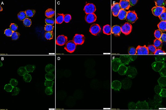 Anti-phospho Lyn (Tyr507) Antibody, clone 1I11 ZooMAb&#174; Rabbit Monoclonal recombinant, expressed in HEK 293 cells