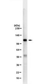 Anti-SREBP-1 from rabbit, purified by affinity chromatography