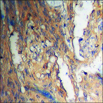 Anti-phospho-Akt (pThr308) antibody produced in rabbit affinity isolated antibody