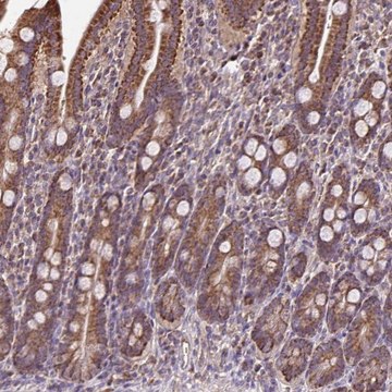 Anti-MAN1A1 antibody produced in rabbit Prestige Antibodies&#174; Powered by Atlas Antibodies, affinity isolated antibody, buffered aqueous glycerol solution